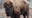 Popular bison Pebbles dies at Buffalo Rock State Park