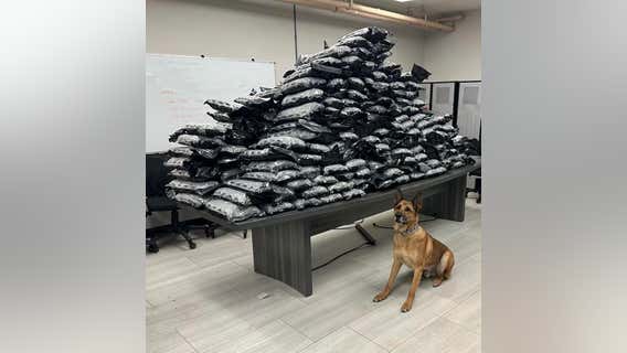 Suburban K9 trainee finds several hundred pounds of cannabis in odor-proof packaging