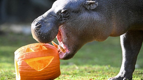 PHOTOS: Brookfield Zoo animals treated to pumpkins for Halloween