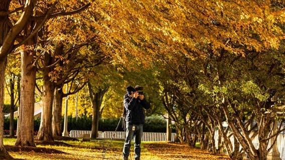 Here's how you can find the best fall foliage hot spots in Cook County