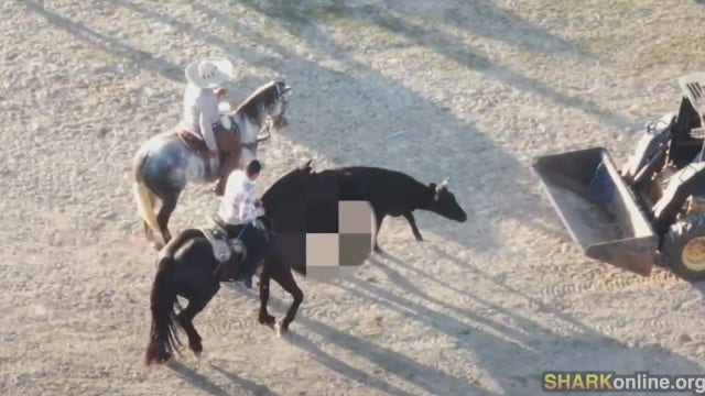 Rodeo rider charged after drone video captures animal abuse in Joliet