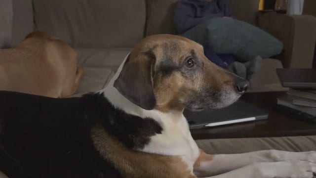 New combined indoor dog park and bar set to open in Chicago