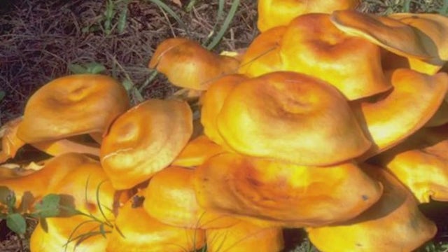 Warning: Palos Park police caution against deadly Jack-o-Lantern mushrooms