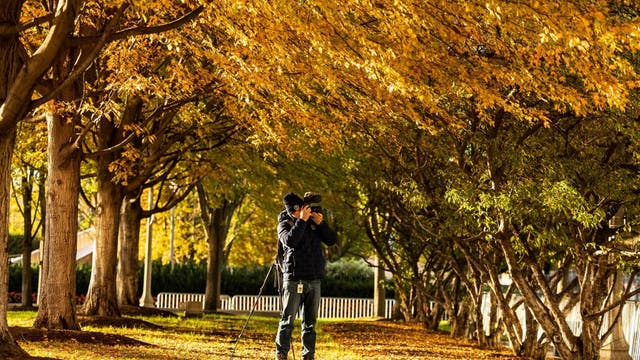 Here's how you can find the best fall foliage hot spots in Cook County