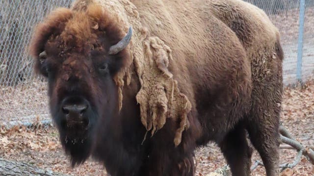 Popular bison Pebbles dies at Buffalo Rock State Park
