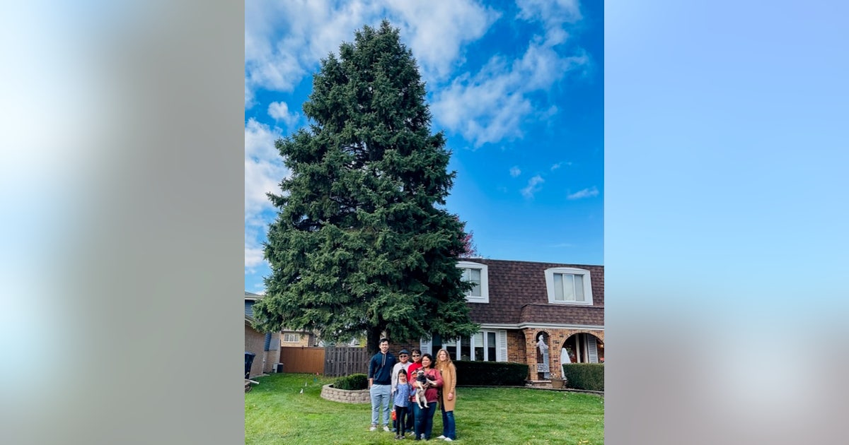 Suburban family donates 45-foot tree to stand in Millennium Park this ...