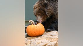 10-month-old orphaned Alaskan coastal brown bears find forever home at Brookfield Zoo