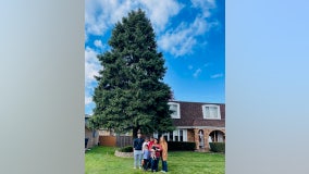 Suburban family donates 45-foot tree to stand in Millennium Park this holiday season