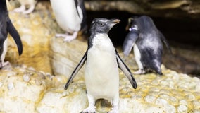 It’s a girl! Shedd Aquarium names newest rockhopper penguin Isla