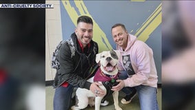 Only pup passed over at Chicago adoption event finds forever home