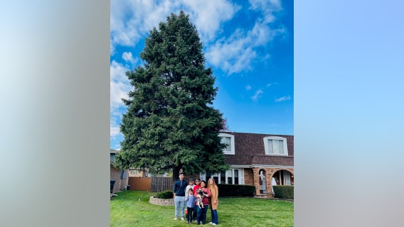 Suburban family donates 45-foot tree to stand in Millennium Park this holiday season