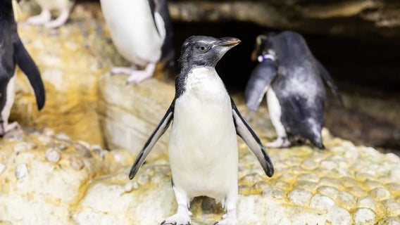 It’s a girl! Shedd Aquarium names newest rockhopper penguin Isla