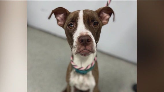 South suburban animal shelter in crisis: Urgent plea for homes as dogs overflow