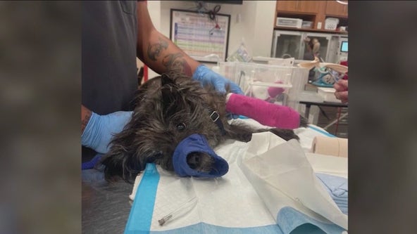 Dog seriously injured by broken glass left behind by young woman in Chicago