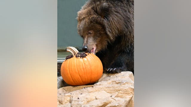 10-month-old orphaned Alaskan coastal brown bears find forever home at Brookfield Zoo