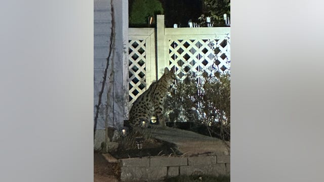 Exotic cat dead after escaping enclosure in Vernon Hills