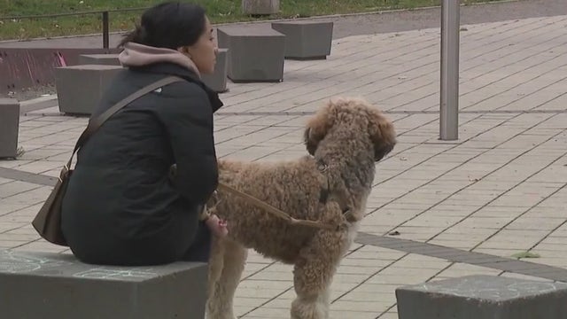 Illinois dogs hit by mysterious respiratory illness as vets scramble for answers