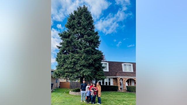 Suburban family donates 45-foot tree to stand in Millennium Park this holiday season