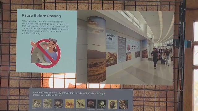 Lincoln Park Zoo, O'Hare Airport partner to combat wildlife trafficking