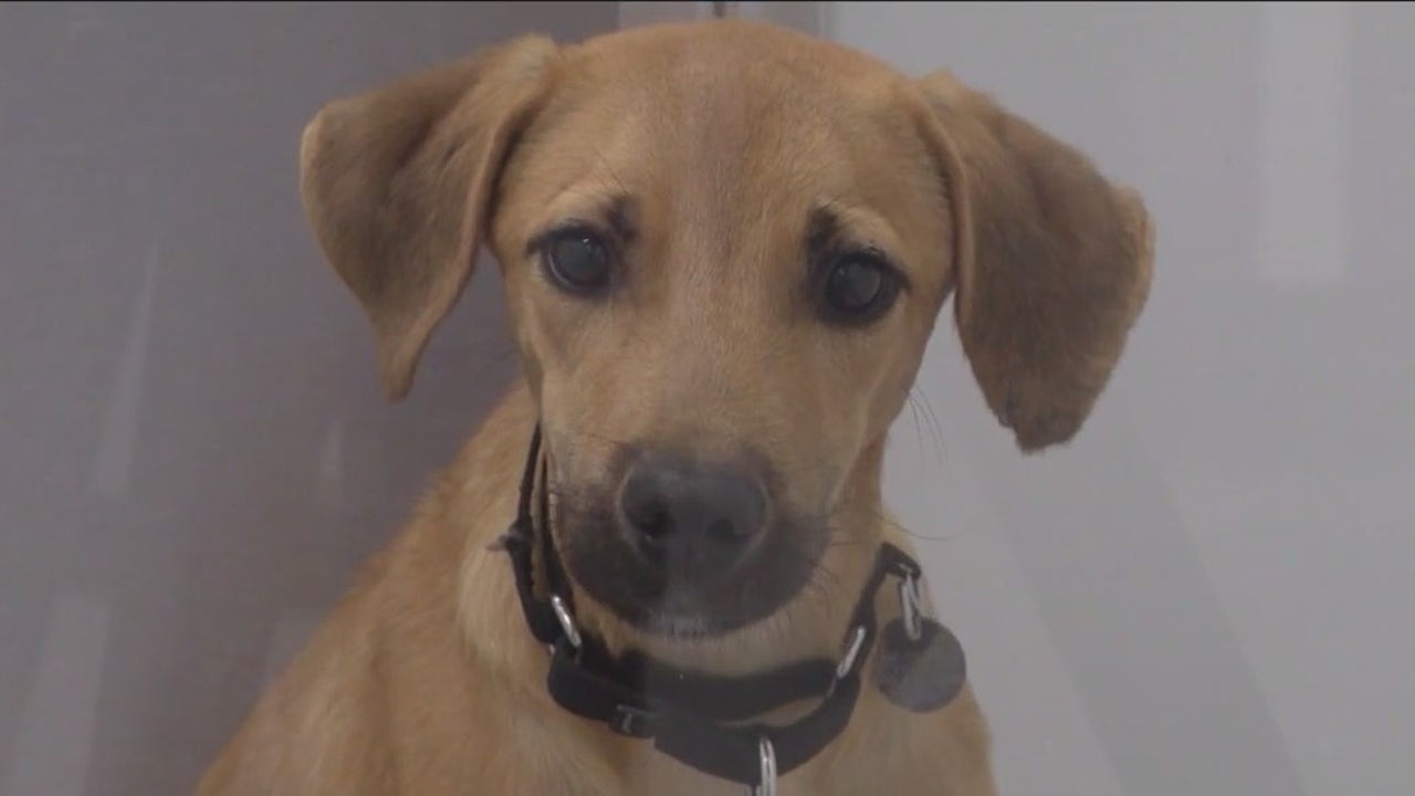 PAWS芝加哥从多米尼加救出数十只被虐待的狗和猫
