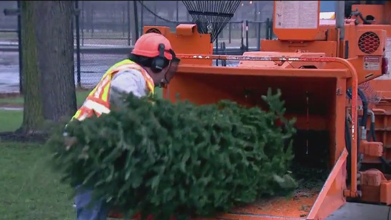 芝加哥居民如何回收他们的圣诞树