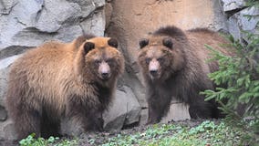 Beary cute! Two new cubs make first appearance at Brookfield Zoo