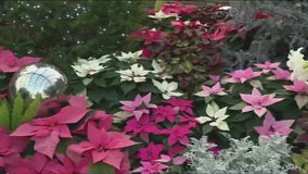 Winter Flower Show: Escape the cold at the Garfield Park Conservatory