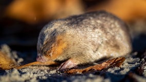 Mole with super hearing thought to be extinct found on South African beach