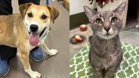 'New Year, New Pet': Adoption fees waived for select pets at PAWS Chicago