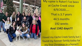 Dog living in Frankfort shelter for 1,342 days finds forever home right before Christmas