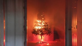 Aspirin trick to keep Christmas trees from drying up garners attention amid fire safety concerns