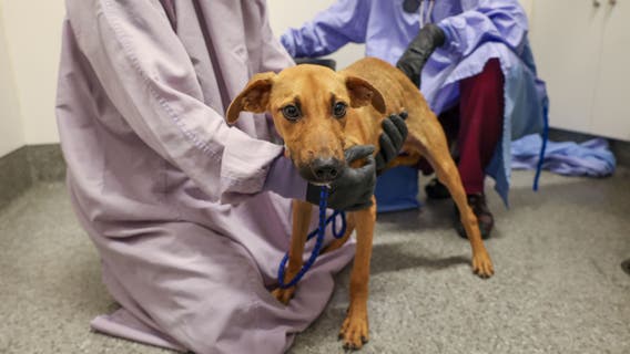 Group of dogs rescued from Dominica cleared for adoption by PAWS Chicago