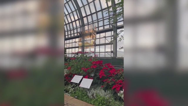 Garfield Park Conservatory Alliance marks 25 years with spectacular 'Winter Flower Show'