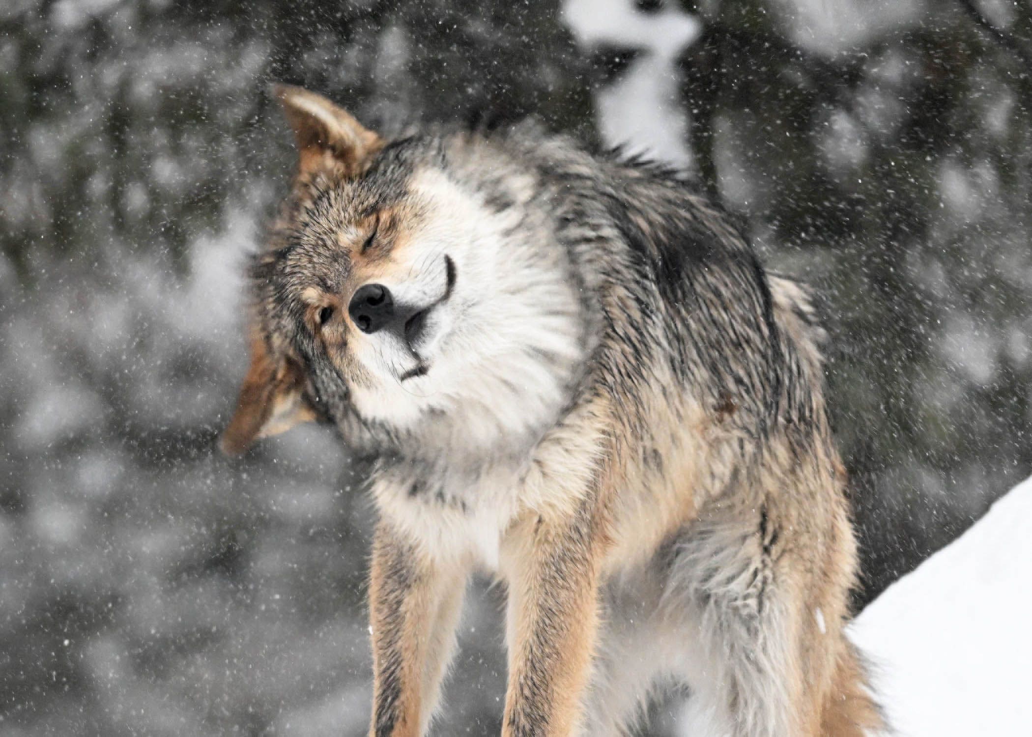 Here's when you can visit Brookfield Zoo for free in January, February