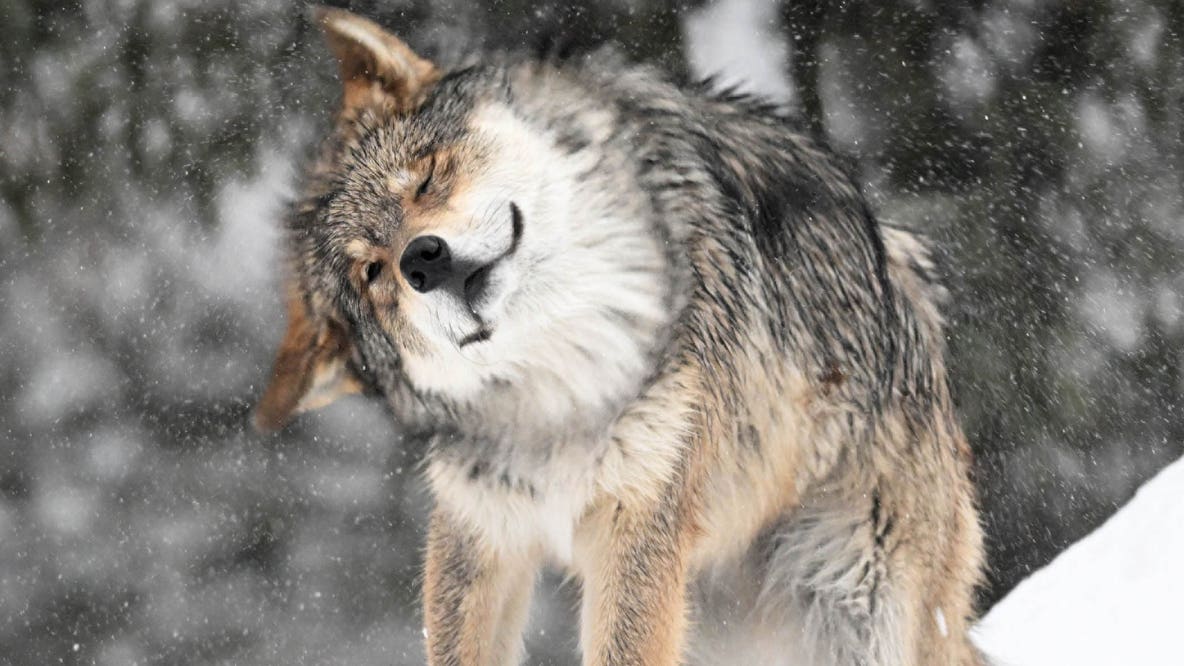 Here's when you can visit Brookfield Zoo for free in January, February