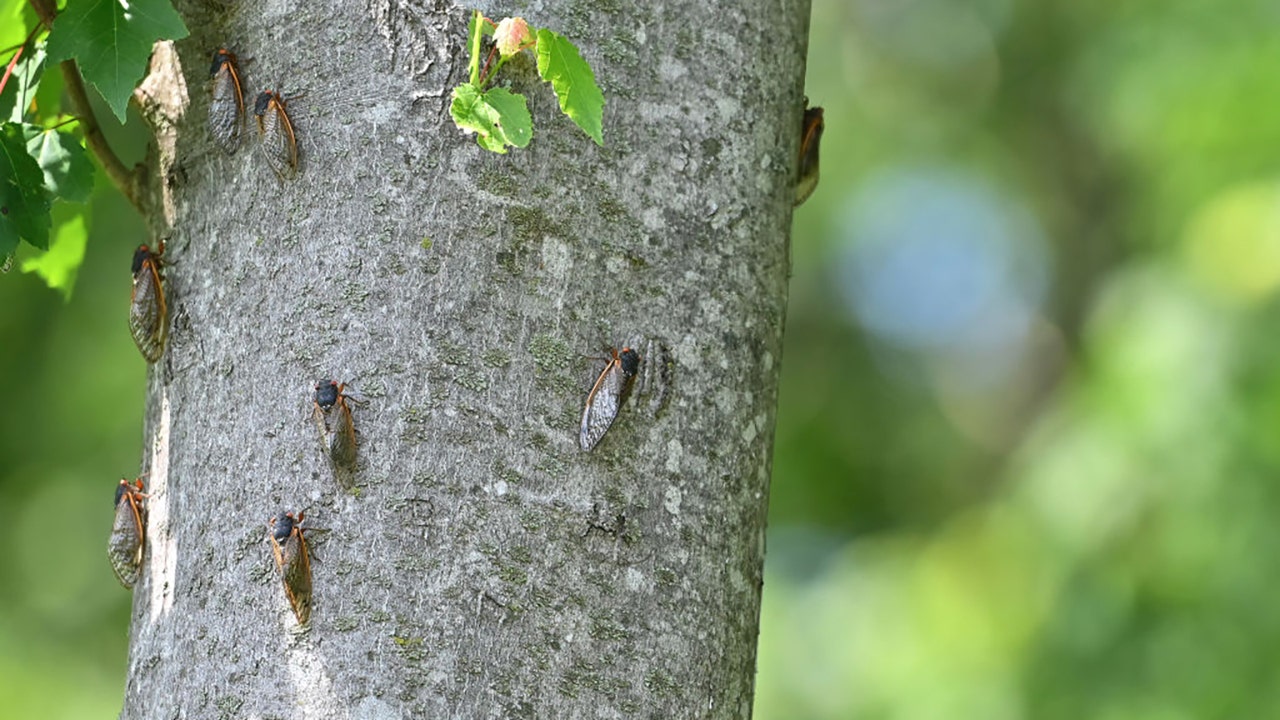 Map Here S Where The Double Broods Of Cicadas Will Emerge In 2024   GettyImages 1233311285 