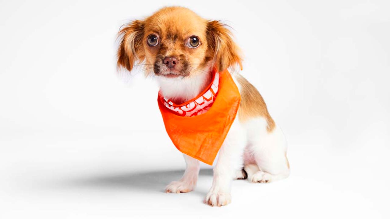 Puppy Bowl 2024: Meet the adorable dogs competing in the 20th anniversary event - Vimarsana News