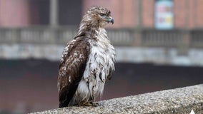 Aurora animal control officer rescues Red-Tailed Hawk perched on downtown bridge