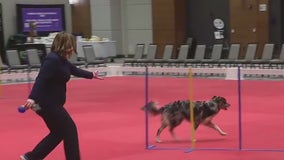 The Great American Dog Show takes over Schamburg this weekend