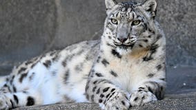 Here's when you can visit Brookfield Zoo for free in January, February