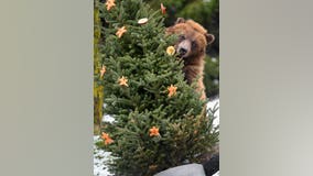 PHOTOS: Brookfield Zoo animals delight in post-holiday enrichment with Christmas trees