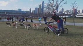 Weekend fun in the Chicago area: Polar Adventure Days, Great American Dog Show, and more!