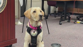 Meet Grip: Lake County unveils newest cyber crimes K9 investigator