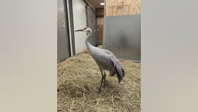 Sandy, the rehabilitated sandhill crane, finds forever home at the Smithsonian National Zoo