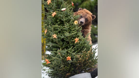PHOTOS: Brookfield Zoo animals delight in post-holiday enrichment with Christmas trees