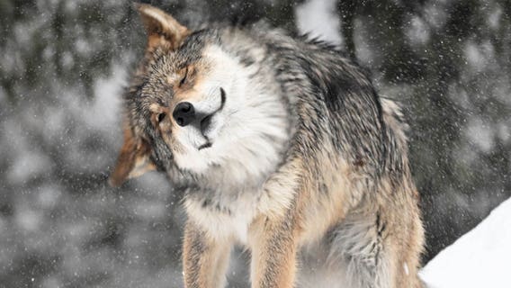 Here's when you can visit Brookfield Zoo for free in January, February