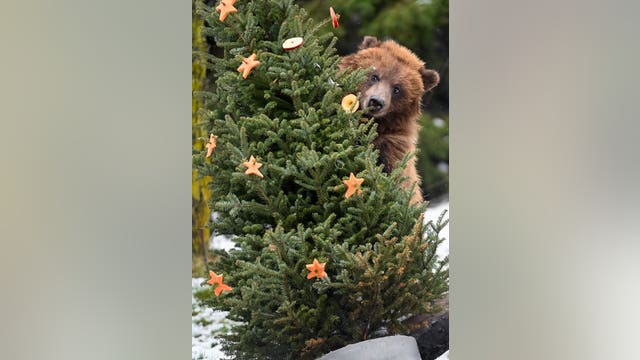 PHOTOS: Brookfield Zoo animals delight in post-holiday enrichment with Christmas trees