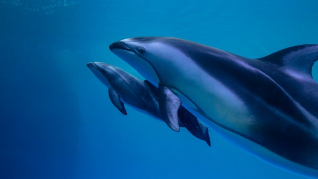 Shedd Aquarium's free days for Illinois residents return in 2024