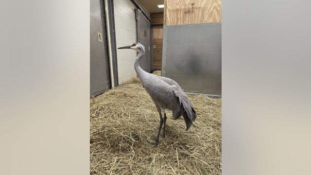 Sandy, the rehabilitated sandhill crane, finds forever home at the Smithsonian National Zoo