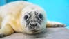 Meet Brookfield Zoo's newest, fluffiest resident: A grey seal pup